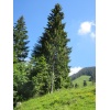 Fabelhafter Drachenberg 13