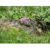 Fabelhafter Drachenberg 14