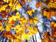 herbst_01.jpg