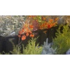 grabschmuck 05