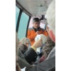 Biber 08