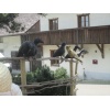 tierisch gut 02