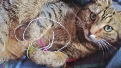 Anmeldung Kurs FUMMELZEUG FÜR KATZEN